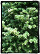 Balsam Fir Christmas Tree