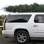 Tree tied to car