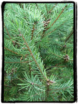 Douglas Fir Christmas Tree