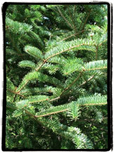 Fraser Fir Christmas Tree
