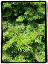 Grand Fir Christmas Tree