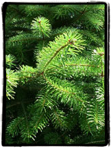 Nordman Fir Christmas Tree