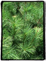 White Pine Christmas Tree